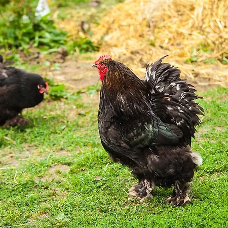 Feniks Agro&spa Frühstückspension *
