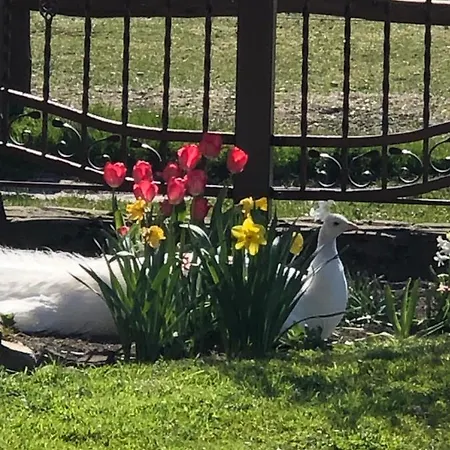 Frühstückspension Feniks Agro&spa Swinemünde